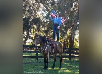 caballo de tiro Mestizo, Yegua, 7 años, 160 cm, Buckskin/Bayo