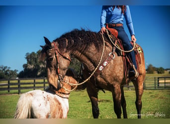 caballo de tiro Mestizo, Yegua, 7 años, 160 cm, Buckskin/Bayo