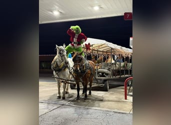 caballo de tiro Mestizo, Yegua, 7 años, 160 cm, Castaño rojizo
