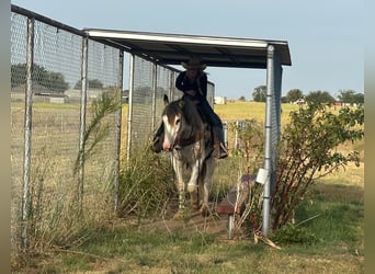 caballo de tiro, Yegua, 7 años, 163 cm, Ruano azulado