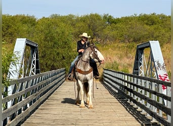 caballo de tiro, Yegua, 7 años, 163 cm, Ruano azulado