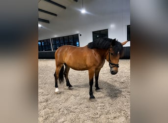 caballo de tiro, Yegua, 7 años, 165 cm, Castaño