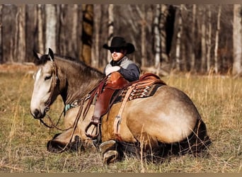 caballo de tiro, Yegua, 7 años, 168 cm, Buckskin/Bayo