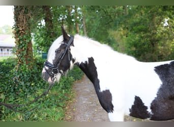 caballo de tiro Mestizo, Yegua, 7 años