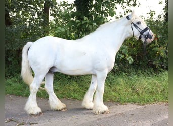 caballo de tiro Mestizo, Yegua, 7 años