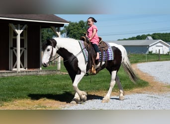 caballo de tiro Mestizo, Yegua, 7 años, Pío