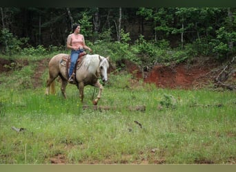 caballo de tiro, Yegua, 8 años, 155 cm, Palomino