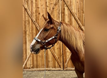 caballo de tiro Mestizo, Yegua, 8 años, 157 cm, Alazán rojizo