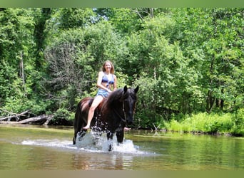 caballo de tiro, Yegua, 8 años, 163 cm, Negro