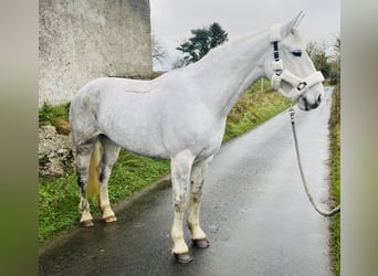 caballo de tiro, Yegua, 8 años, 166 cm, White/Blanco