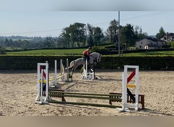 caballo de tiro, Yegua, 8 años, 166 cm, White/Blanco