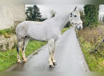 caballo de tiro, Yegua, 8 años, 166 cm, White/Blanco