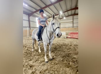 caballo de tiro, Yegua, 8 años, 166 cm, White/Blanco