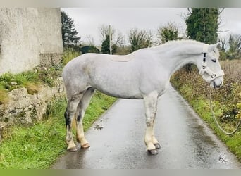 caballo de tiro, Yegua, 8 años, 166 cm, White/Blanco