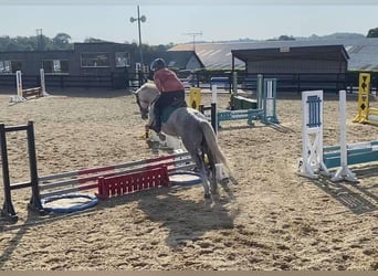 caballo de tiro, Yegua, 8 años, 166 cm, White/Blanco