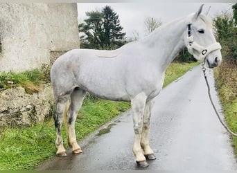 caballo de tiro, Yegua, 8 años, 166 cm, White/Blanco