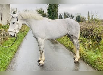 caballo de tiro, Yegua, 8 años, 166 cm, White/Blanco