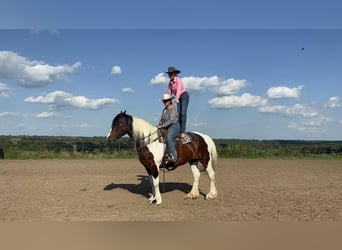 caballo de tiro, Yegua, 8 años, Tobiano-todas las-capas