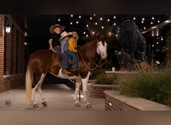 caballo de tiro Mestizo, Yegua, 9 años, 132 cm, Pío