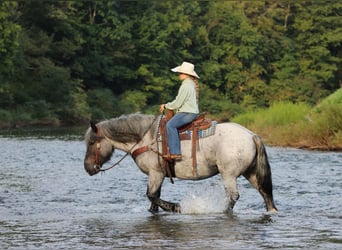 caballo de tiro Mestizo, Yegua, 9 años, 152 cm, Ruano azulado