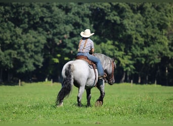 caballo de tiro Mestizo, Yegua, 9 años, 152 cm, Ruano azulado