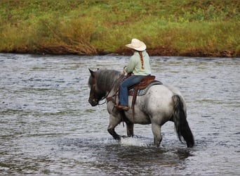 caballo de tiro Mestizo, Yegua, 9 años, 152 cm, Ruano azulado