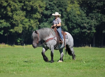 caballo de tiro Mestizo, Yegua, 9 años, 152 cm, Ruano azulado