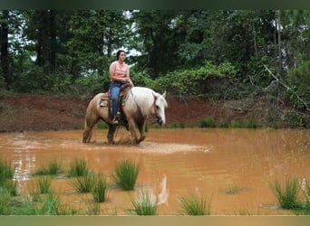 caballo de tiro, Yegua, 9 años, 155 cm, Palomino