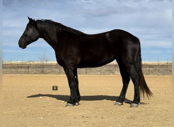 caballo de tiro, Yegua, 9 años, 163 cm, Negro