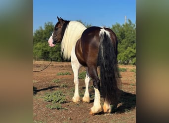 caballo de tiro, Yegua, 9 años, 165 cm, Tobiano-todas las-capas