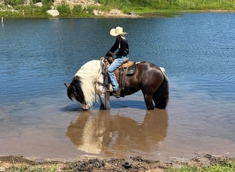 caballo de tiro, Yegua, 9 años, 165 cm, Tobiano-todas las-capas