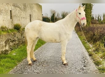 caballo de tiro, Yegua, 9 años, 166 cm, Tordo