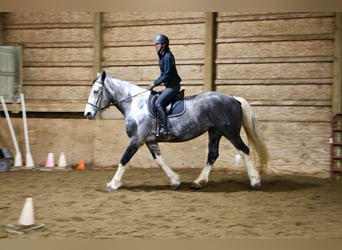 caballo de tiro, Yegua, 9 años, 168 cm, Tobiano-todas las-capas