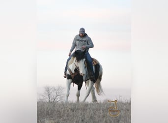 caballo de tiro, Yegua, 9 años, Tobiano-todas las-capas