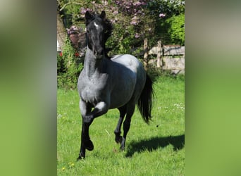 Caballo de velocidad en estantería, Caballo castrado, 3 años, 155 cm, Ruano azulado