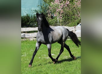 Caballo de velocidad en estantería, Caballo castrado, 3 años, 155 cm, Ruano azulado