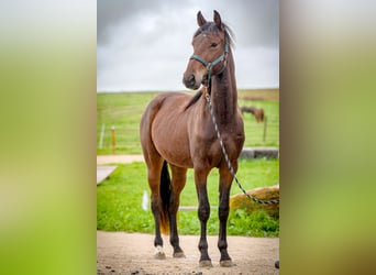 Caballo de velocidad en estantería, Caballo castrado, 3 años, 156 cm, Castaño