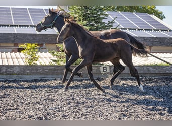 Caballo de velocidad en estantería, Semental, Potro (05/2026), 158 cm, Negro