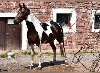 Caballo de velocidad en estantería, Yegua, 11 años, 158 cm, Tobiano-todas las-capas