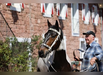 Caballo de velocidad en estantería, Yegua, 11 años, 158 cm, Tobiano-todas las-capas