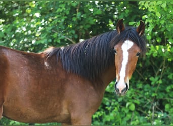 Caballo de velocidad en estantería, Yegua, 1 año, 154 cm, Castaño