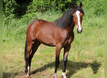 Caballo de velocidad en estantería, Yegua, 1 año, 154 cm, Castaño