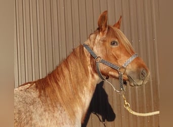 Caballo de velocidad en estantería, Yegua, 2 años, 158 cm, Ruano alazán