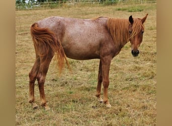 Caballo de velocidad en estantería, Yegua, 3 años, 158 cm, Ruano alazán