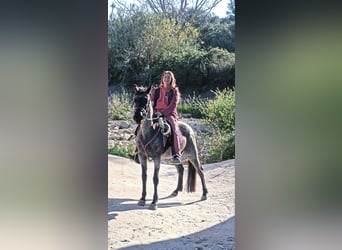 Caballo de velocidad en estantería, Yegua, 4 años, 139 cm, Ruano azulado