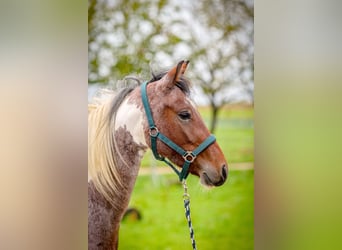 Caballo de velocidad en estantería, Yegua, 4 años, 154 cm, Pío