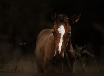 Caballo de velocidad en estantería, Yegua, 4 años, 158 cm, Castaño oscuro