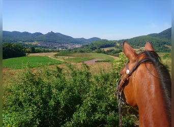Caballo de velocidad en estantería, Yegua, 6 años, 153 cm, Castaño