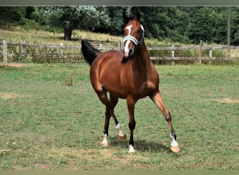 Caballo de velocidad en estantería, Yegua, 6 años, 153 cm, Castaño