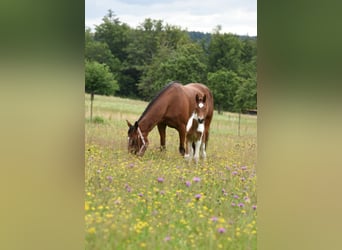 Caballo de velocidad en estantería, Yegua, 6 años, 153 cm, Castaño